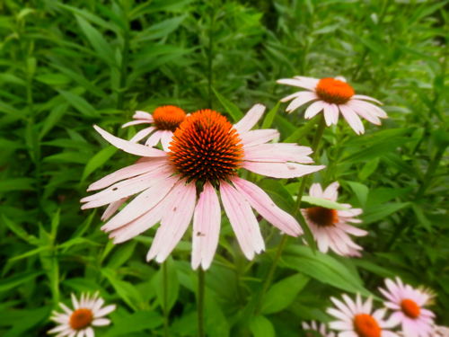 Cone flower