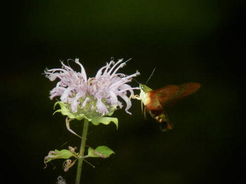 Hummingbird Moth